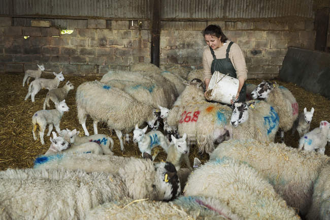 Woman feeding flock of sheep — Stock Photo