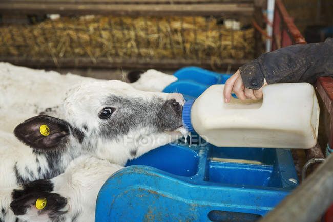 Donna bottiglia alimentazione vitello . — Foto stock