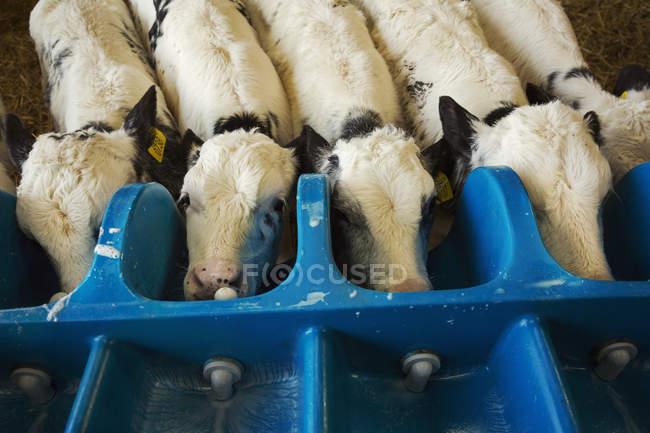 Calves drinking from a milk feeder. — Stock Photo