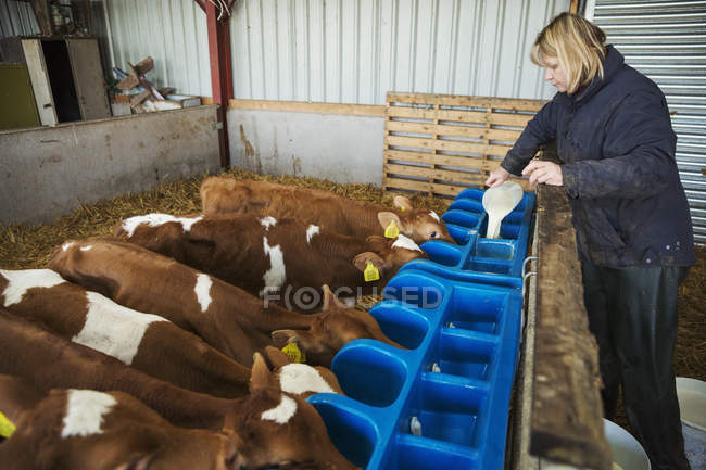 Femme versant du lait dans une mangeoire — Photo de stock