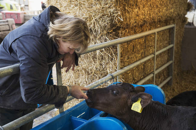 Donna toccando vitello nero . — Foto stock