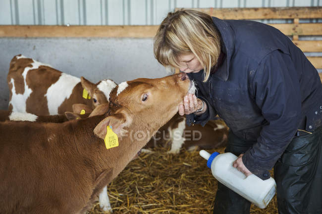 Woman bottle feeding calves. — Stock Photo