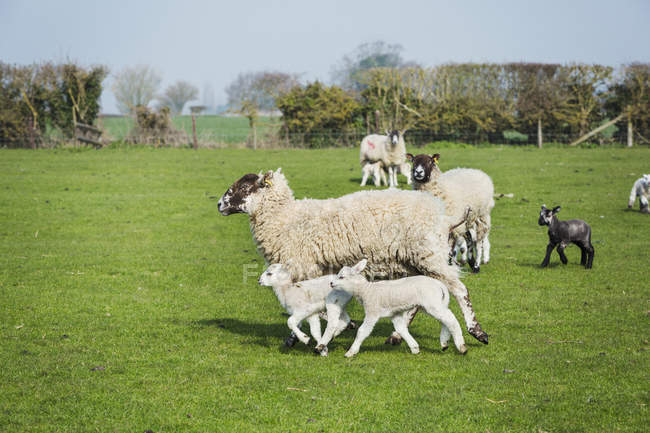 Pequeno rebanho de ovelhas e cordeiros — Fotografia de Stock