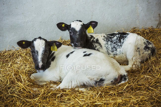 Two black and white calves — Stock Photo