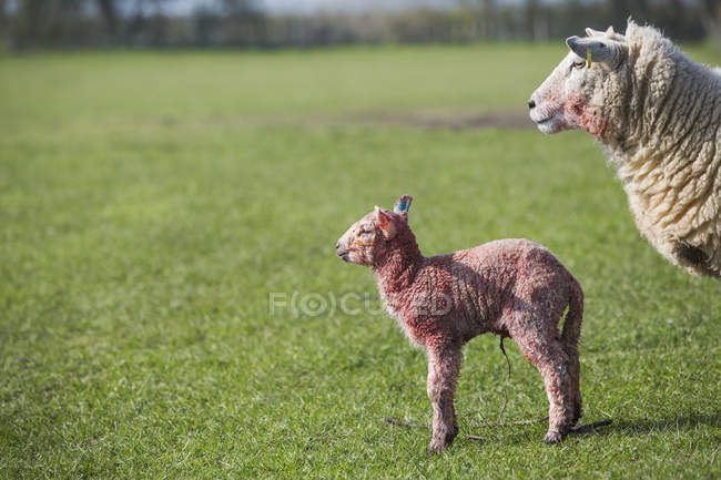 Pecora e un agnello appena nato — Foto stock