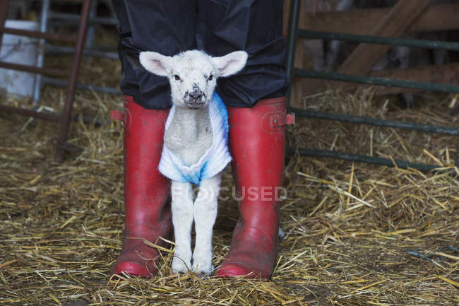 Newborn baby lamb — Stock Photo
