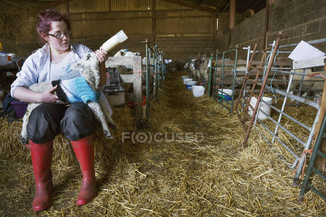 Женщина кормит новорожденного ягненка — стоковое фото