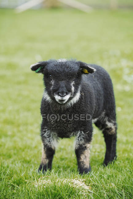 Jungtier, ein schwarzes Lamm — Stockfoto
