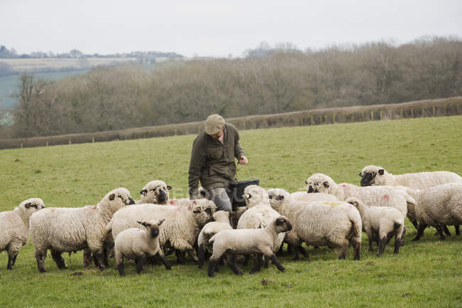 Agricultor que alimenta rebanho de ovinos . — Fotografia de Stock