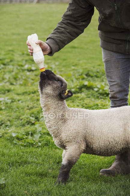 Man bottle feeding a young lamb — Stock Photo