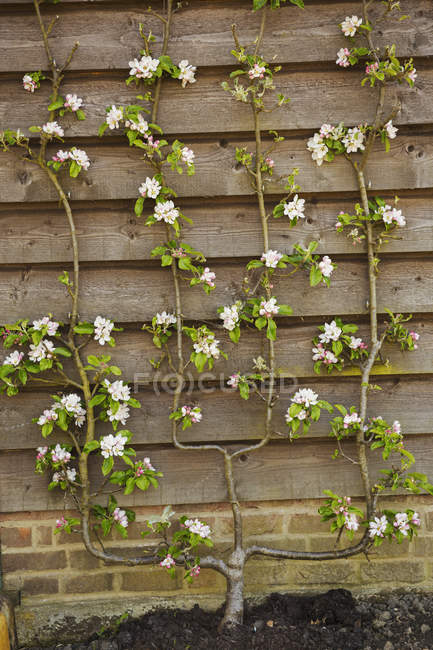 Fence flowering with pink blossoms. — Stock Photo