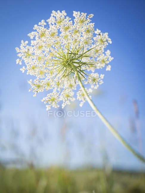 Spike with white flowers — Stock Photo