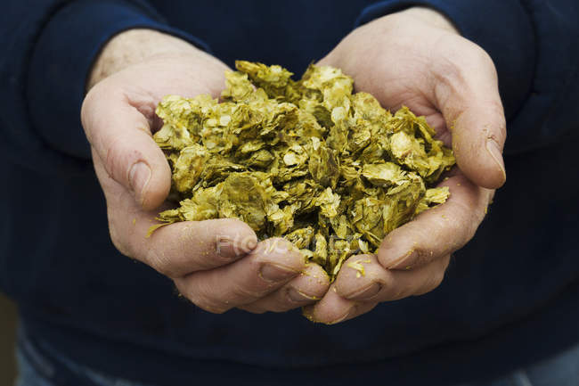 Human hands holding hops — Stock Photo