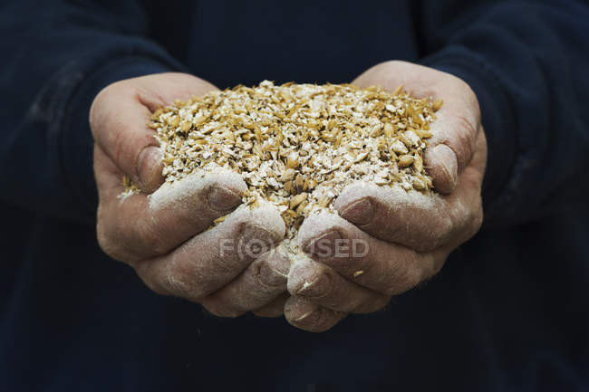Human hands holding golden malt — Stock Photo