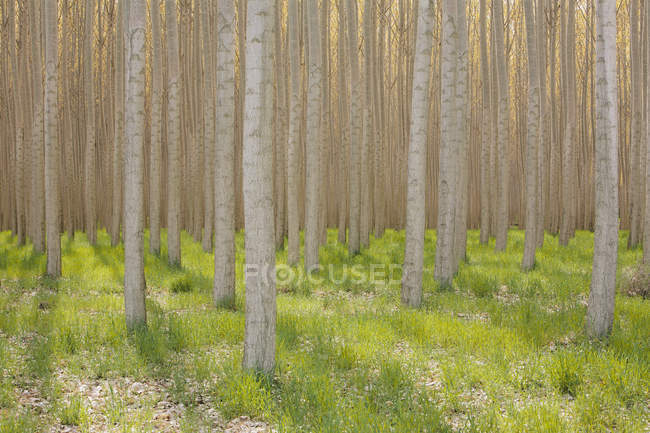 Rows of poplar trees. — Stock Photo