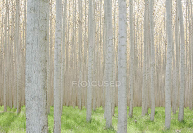 Commercially grown poplar trees. — Stock Photo