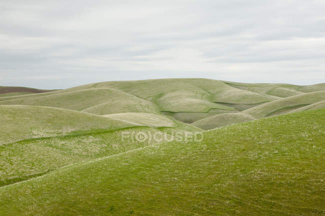 Rolling colline verdi — Foto stock