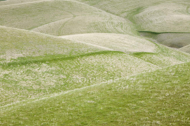 Катящиеся зеленые холмы — стоковое фото