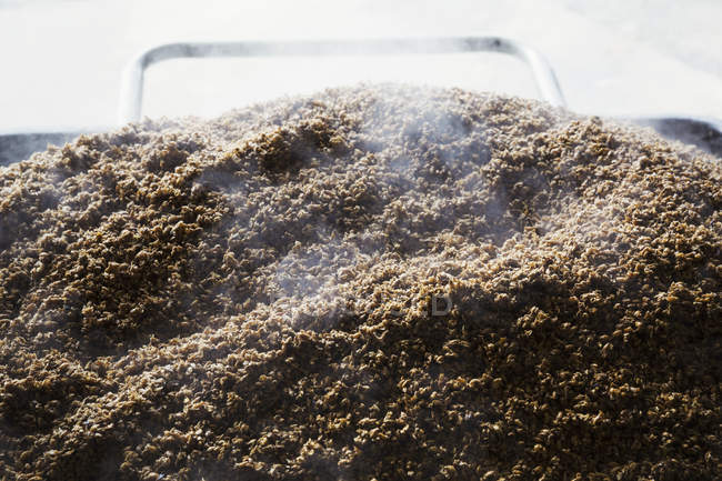 Дымящаяся куча отработанного зерна — стоковое фото