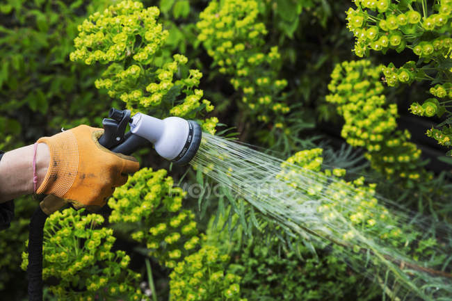 Gardener watering plants — Stock Photo