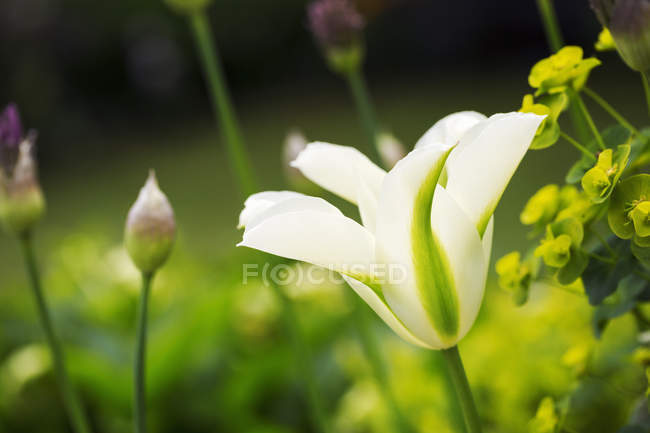 Цвітіння білого тюльпана . — стокове фото