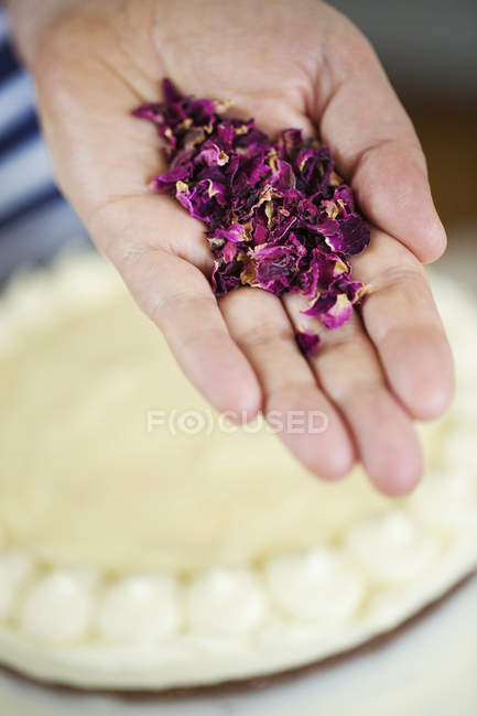 Mão segurando pétalas de flores secas . — Fotografia de Stock