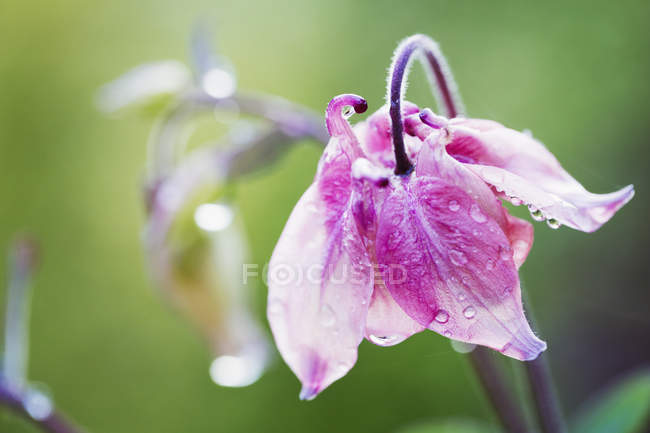 Pink bellflower with dew drops. — Stock Photo