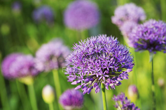 Purple Allium flowers. — Stock Photo