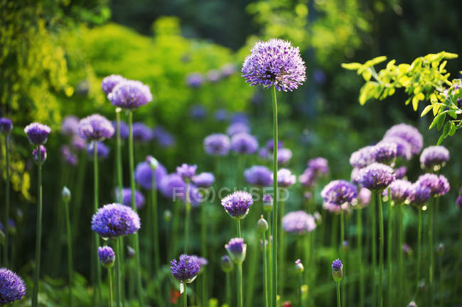 Allium viola in giardino . — Foto stock