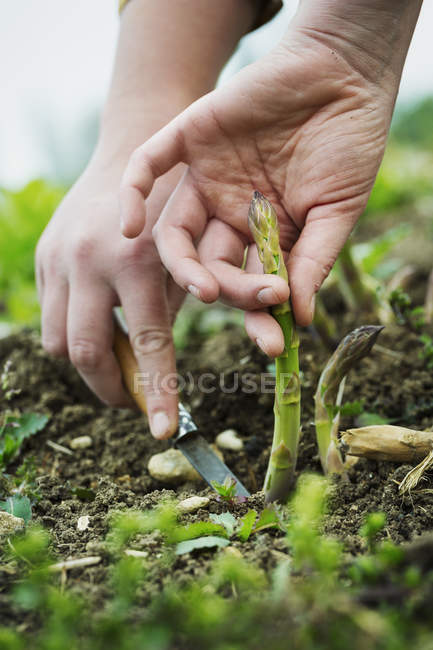 Persona che raccoglie asparagi verdi — Foto stock