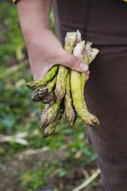 Person holding bunch of green asparagus. — Stock Photo