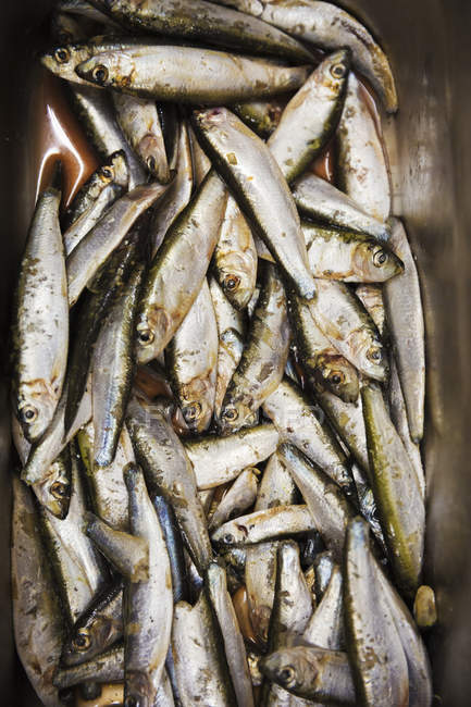 Fechar, sardinhas frescas . — Fotografia de Stock