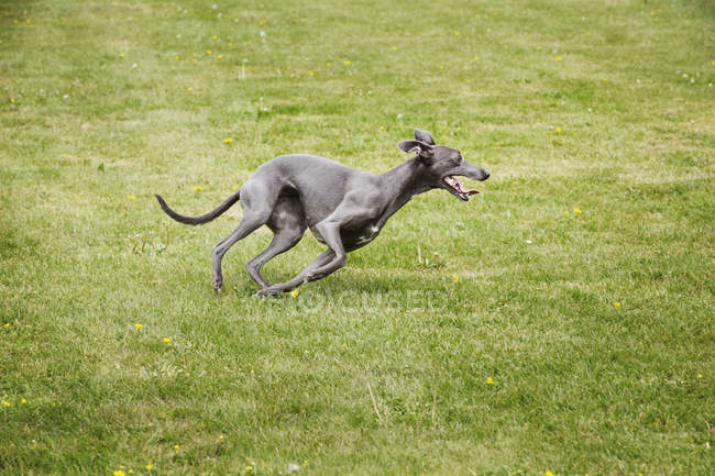 Black greyhound running across lwan. — Stock Photo