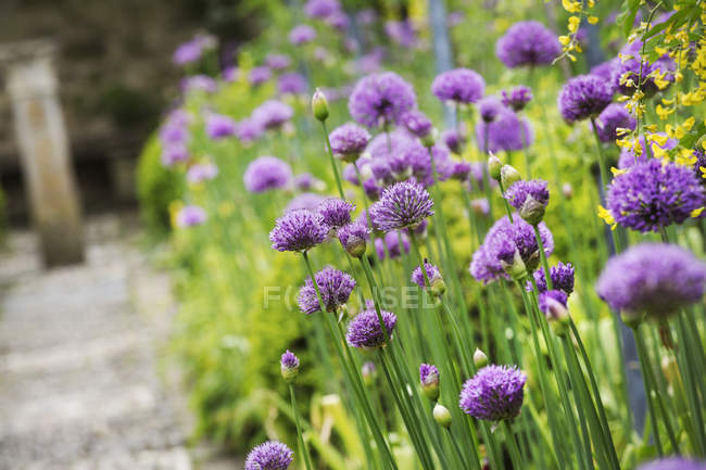 Allium piantato lungo il sentiero — Foto stock