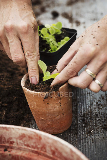 Persona plantando plántulas - foto de stock