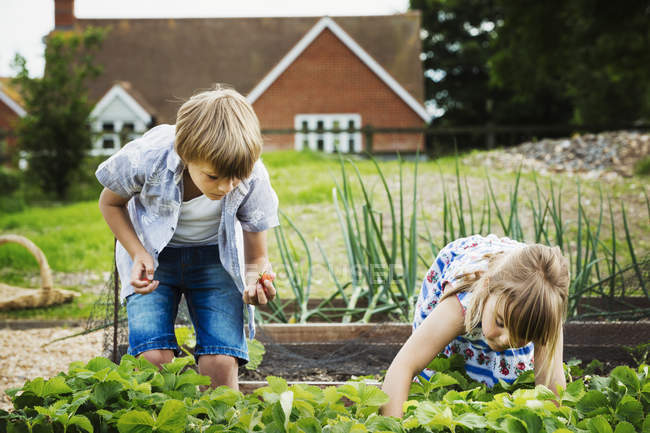 Boy and girl standing by a vegetable bed — Stock Photo