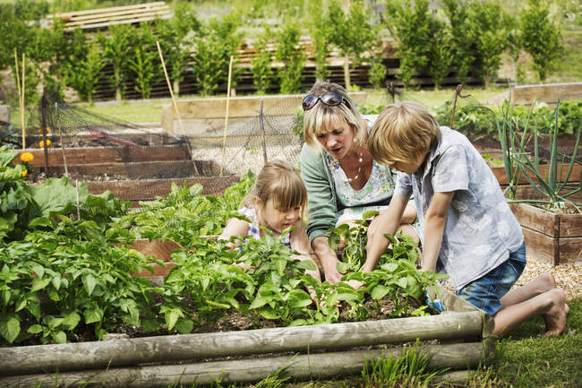 Woman, boy and girl by vegetable bed — Stock Photo