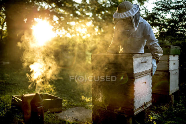 Beekeeper during work — Stock Photo