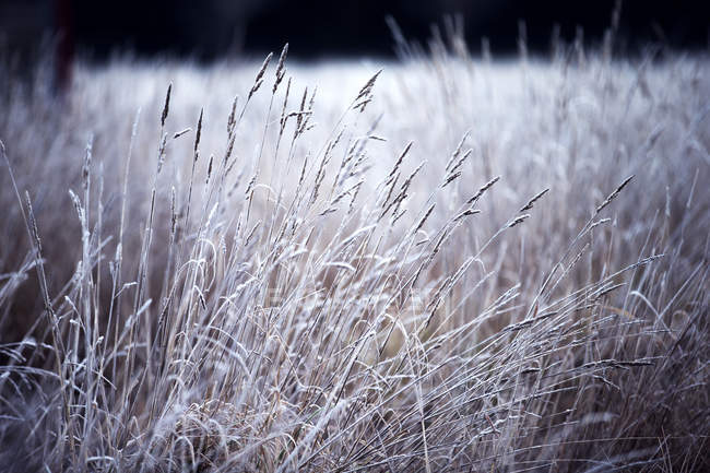 Vista di superficie attraverso il campo di erba . — Foto stock