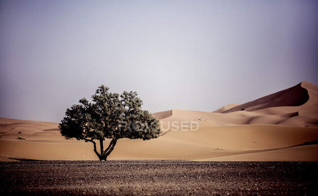 Desert landscape with single tree — Stock Photo