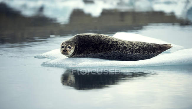 Phoque gris couché sur la glace — Photo de stock