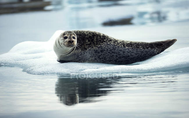 Grey seal lying on ice — Stock Photo