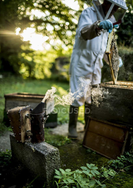 Пчеловод во время работы — стоковое фото