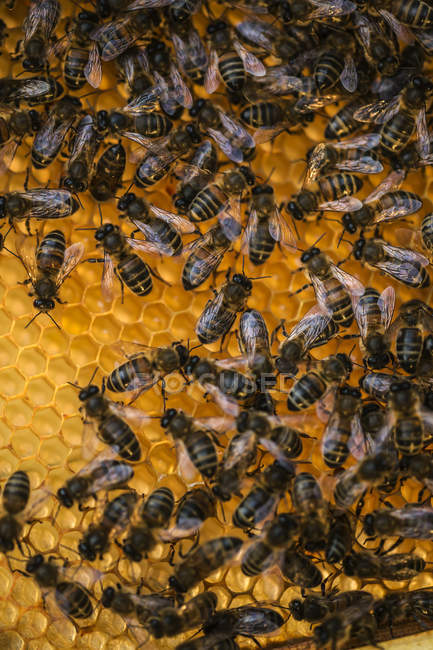 Abeilles sur le dessus du nid d'abeille . — Photo de stock