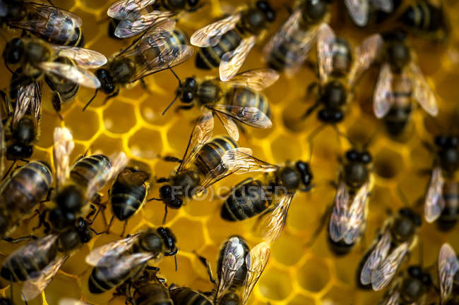 Abelhas em cima do favo de mel . — Fotografia de Stock
