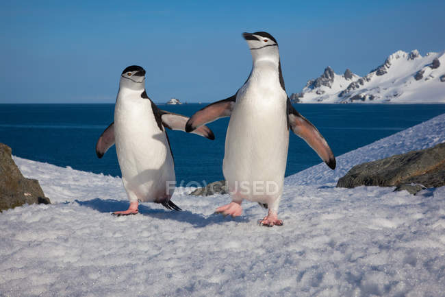 Un par de pingüinos chinstrap - foto de stock