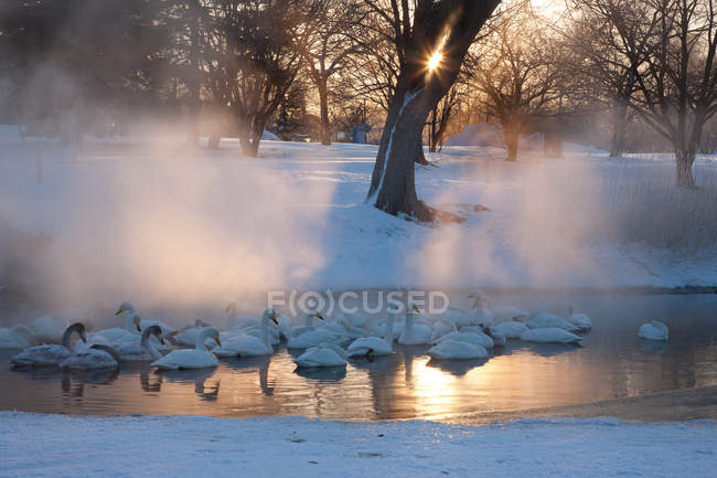 Лебеди в заснеженном парке — стоковое фото
