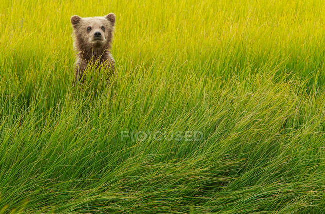 Бурий ведмідь дитинча в зеленій траві — стокове фото
