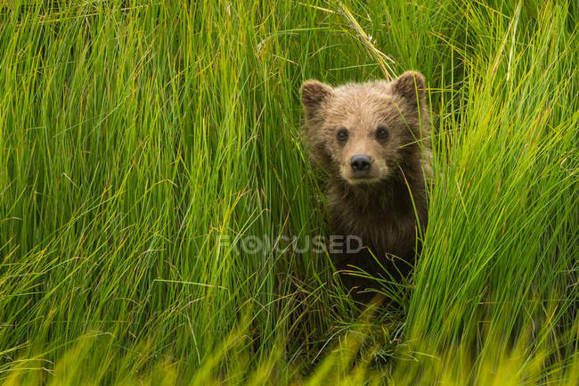 Brown bear cub in green grass — Stock Photo