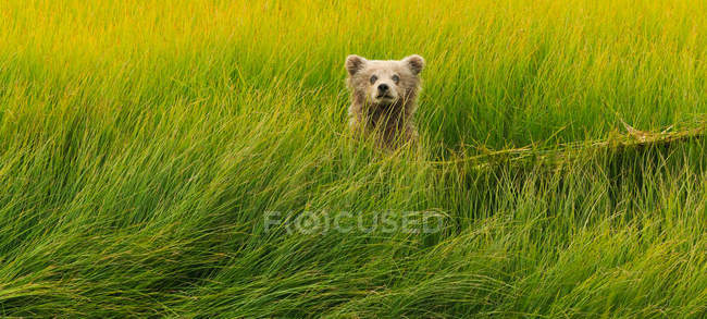 Cucciolo di orso bruno in erba verde — Foto stock